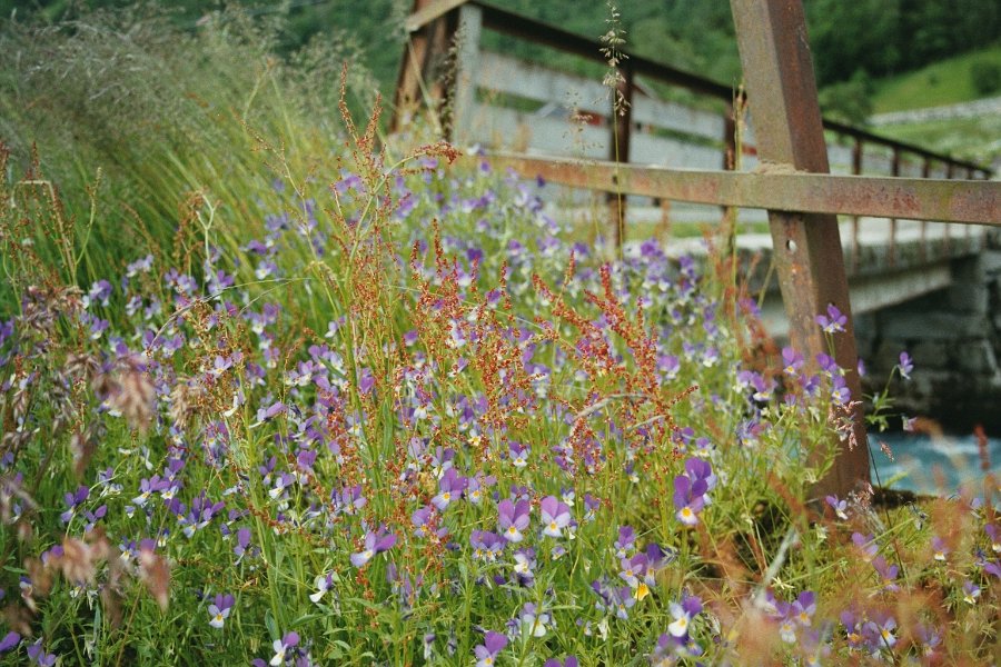 2003060706 oppstryn blomster